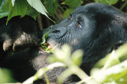 Gorilla Gorilla
