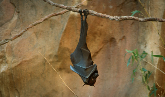 Bat at Disney's Animal Kingdom