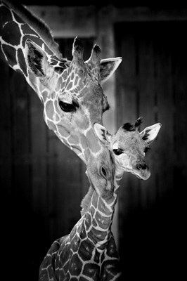 A Mother's Love