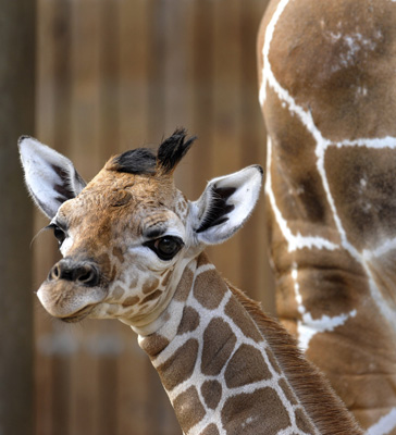Baby Giraffe