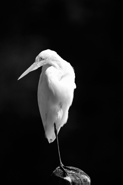 Great Egret Great Egret