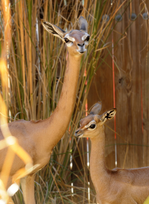 Squirt, Animal Kingdom's 28th Gerenuk Calf