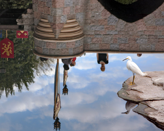 Snow Egret