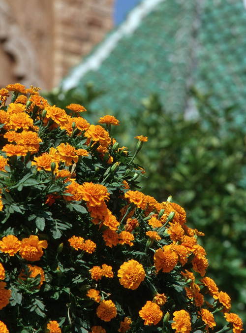 Epcot International Flower & Garden Festival