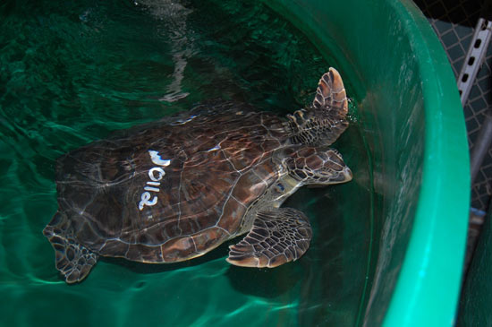 Endangered Sea Turtles Rescued Endangered Sea Turtles Rescued