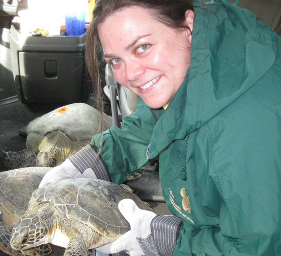 Endangered Sea Turtles Rescued Endangered Sea Turtles Rescued