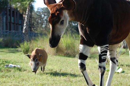 Animals in the Wild at Kidani Village