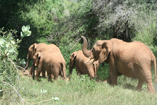 Elephants at Disney's Animal Kingdom Elephants at Disney's Animal Kingdom