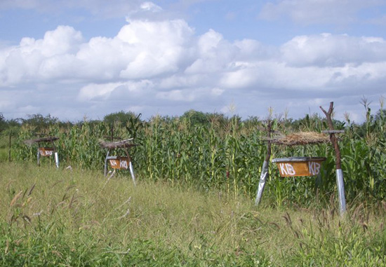 Strategically Placed Beehives Strategically Placed Beehives