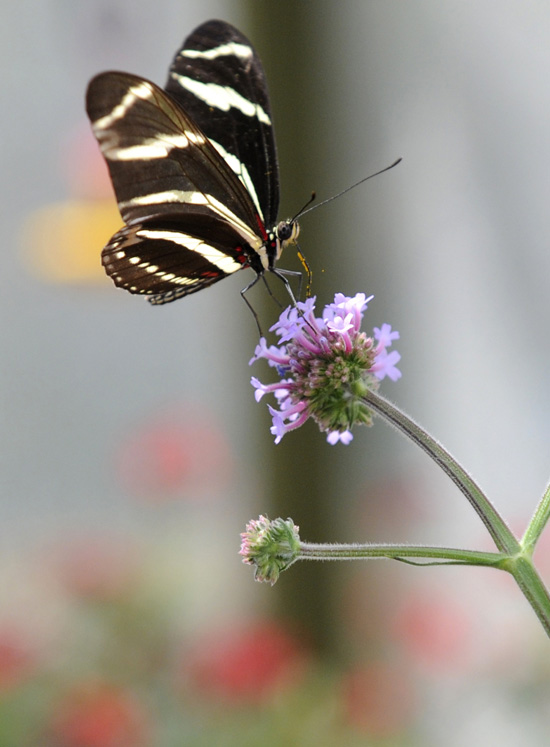 For Butterfly Lovers by Gene Duncan
