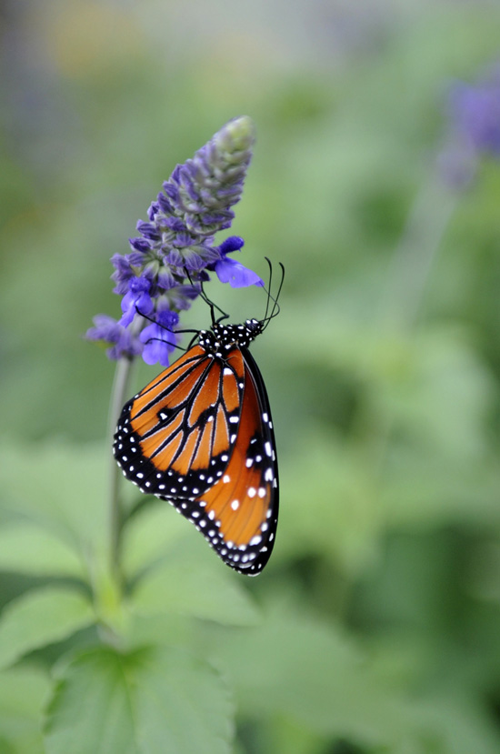 For Butterfly Lovers by Gene Duncan