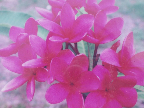 Just Plumerias blooms on display at Beastly Bazaar on Discovery Island