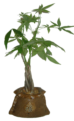 Elemental Nursery has created a line of contemporary bonsai
