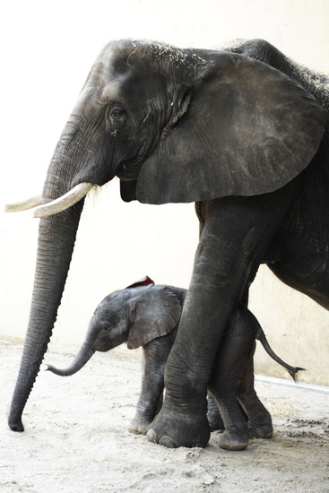 New Baby Elephant Arrives at Disney's Animal Kingdom New Baby Elephant Arrives at Disney's Animal Kingdom