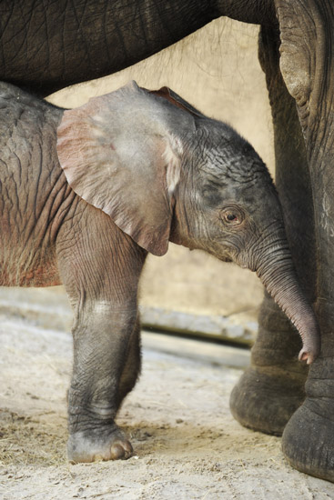 New Baby Elephant Arrives at Disney's Animal Kingdom New Baby Elephant Arrives at Disney's Animal Kingdom