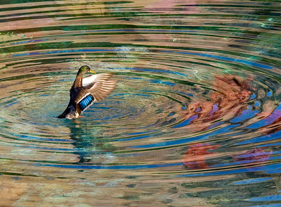 Ducks Around the Disneyland Resort Ducks Around the Disneyland Resort