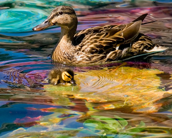 Ducks Around the Disneyland Resort Ducks Around the Disneyland Resort