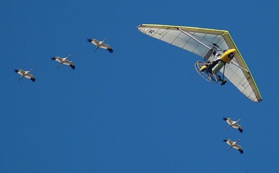 International Migratory Bird Day at Disney’s Animal Kingdom