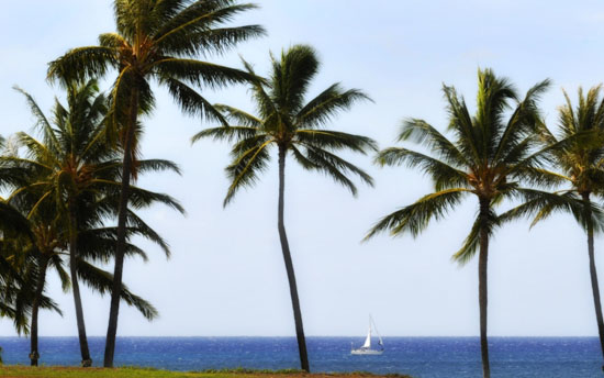 Post Card from Paradise