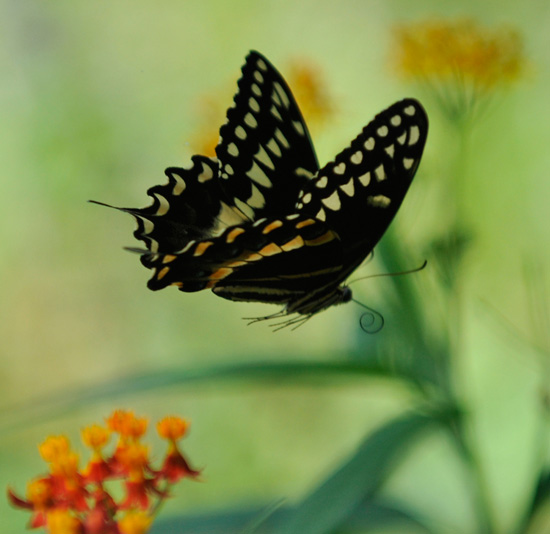Butterflies Take Graceful Flight in Natural Habitat at Disney Butterflies Take Graceful Flight in Natural Habitat at Disney