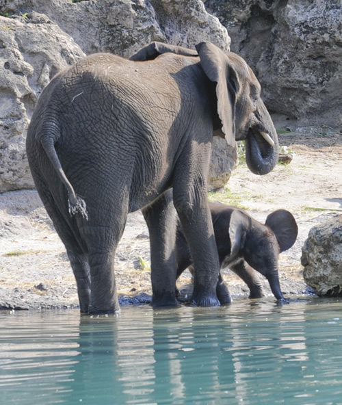 Baby Elephant Luna at Kilimanjaro Safaris Baby Elephant Luna at Kilimanjaro Safaris