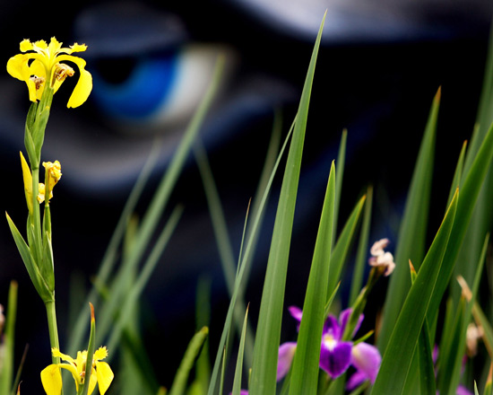 Monstro looking at the flowers