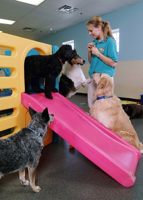 Pet Care Resort Fun Facts Marcio Disney Digital Media