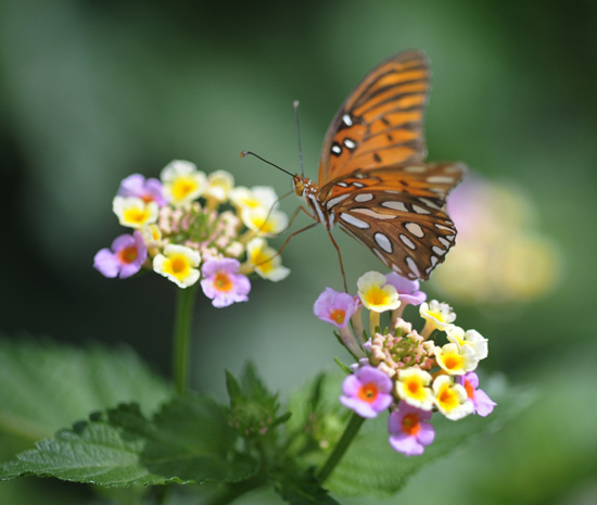 Butterfly at Fort Wilderness