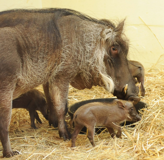 Baby Warthogs at Disney’s Animal Kingdom Baby Warthogs at Disney’s Animal Kingdom