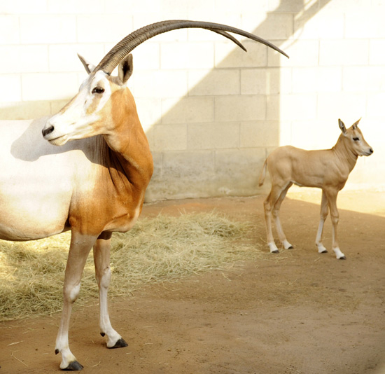 Oryx at Disney’s Animal Kingdom Oryx at Disney’s Animal Kingdom