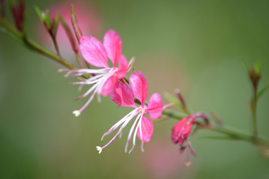 Gaura Lindheimeri, or Whirling Butterfly
