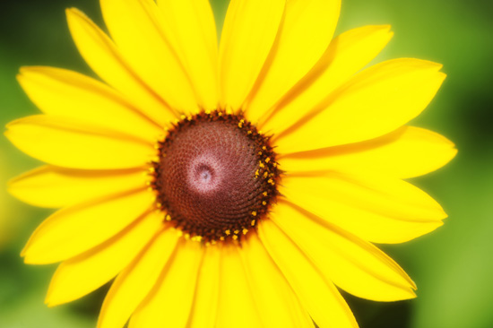 Rudbeckia hirta (black-eyed Susan)