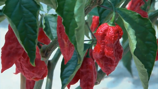 Bhut Jolokia pepper
