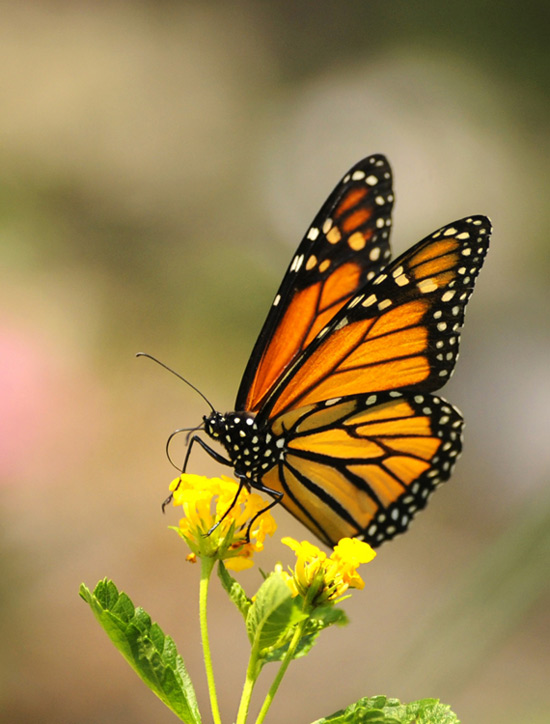 The Monarch lands by Gene Duncan