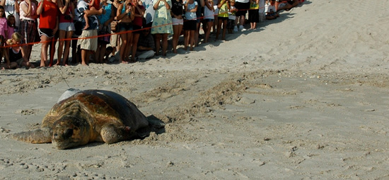Tour de Turtles at Disney’s Vero Beach Resort Tour de Turtles at Disney’s Vero Beach Resort
