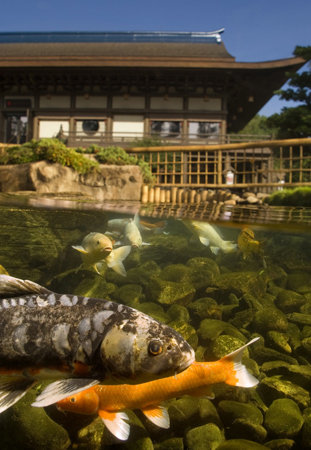 Koi pond at Epcot’s Japan Pavilion by Kent Phillips Koi pond at Epcot’s Japan Pavilion by Kent Phillips