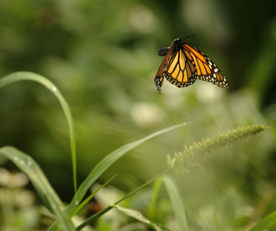 The Monarch by Gene Duncan