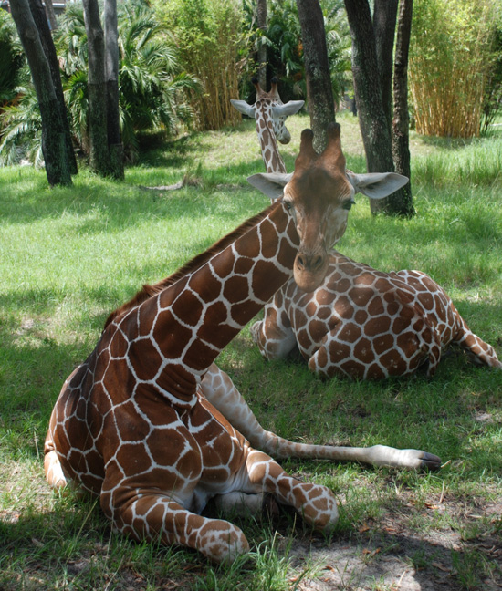 Two giraffes relax in the shade on Sunset Savanna. Two giraffes relax in the shade on Sunset Savanna.