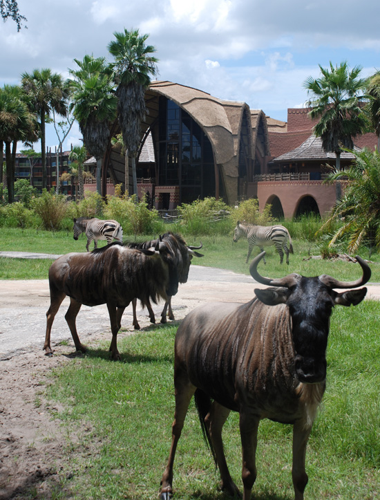 Wildebeests and zebra mill about. Wildebeests and zebra mill about.