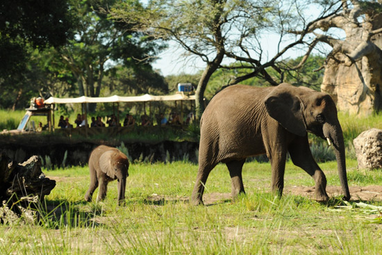 Newest Baby Elephant, Luna, With Her Mom Newest Baby Elephant, Luna, With Her Mom