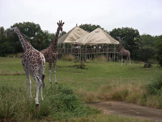 Giraffe on the Wild Africa Trek Giraffe on the Wild Africa Trek