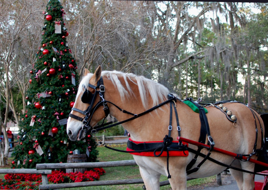 Luke, a 10-year-old Belgian horse, is dressed up for the season in sleigh bells Luke, a 10-year-old Belgian horse, is dressed up for the season in sleigh bells