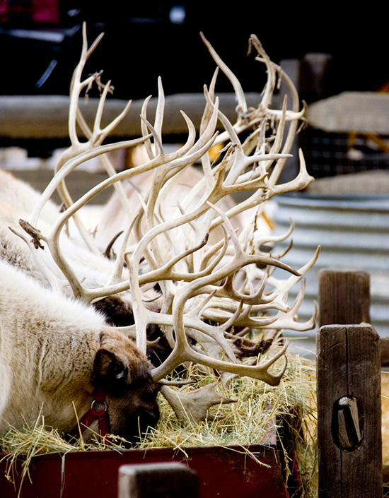 Reindeer Feeding at Santa's Reindeer Round-Up at Disneyland Resort