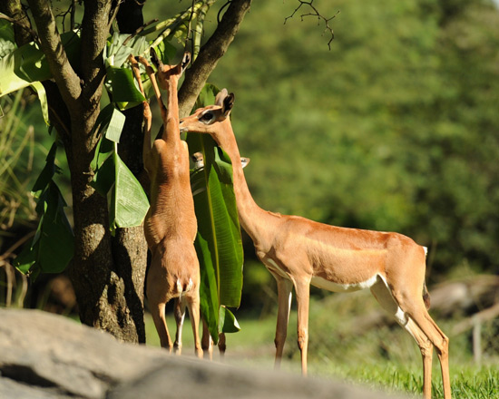 Gerenuk at Disney's Animal Kingdom