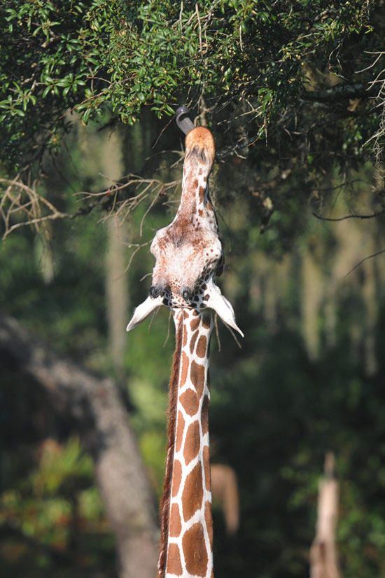 Giraffe at Disney's Animal Kingdom