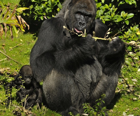 Lilly, An Endangered Western Lowland Gorilla and Her Mother, Kashata, By: Gene Duncan Lilly, An Endangered Western Lowland Gorilla and Her Mother, Kashata, By: Gene Duncan