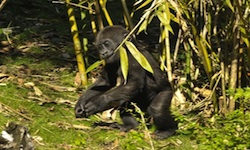 Lilly, An Endangered Western Lowland Gorilla, By: Gene Duncan Lilly, An Endangered Western Lowland Gorilla, By: Gene Duncan