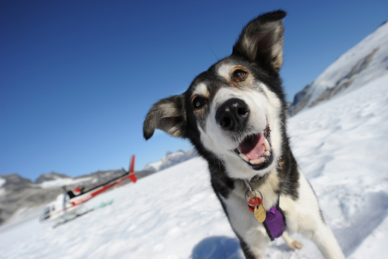 In Juneau, guests can meet the crew of Alaska Heli Mush and the sled dogs from Iditarod. In Juneau, guests can meet the crew of Alaska Heli Mush and the sled dogs from Iditarod.