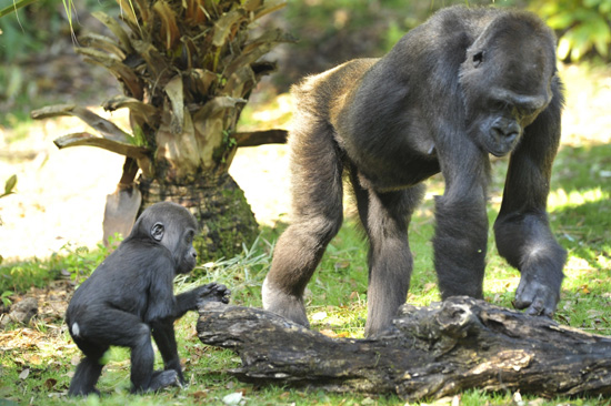 Lilly, An Endangered Western Lowland Gorilla, By: Gene Duncan Lilly, An Endangered Western Lowland Gorilla, By: Gene Duncan