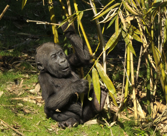 Lilly, An Endangered Western Lowland Gorilla, By: Gene Duncan Lilly, An Endangered Western Lowland Gorilla, By: Gene Duncan
